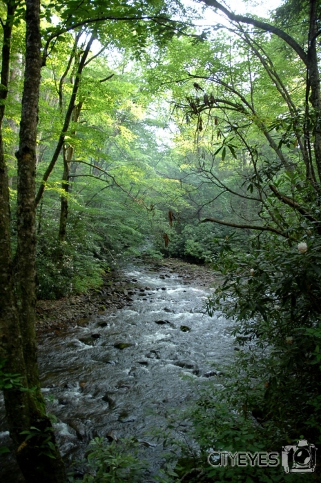 Misty River